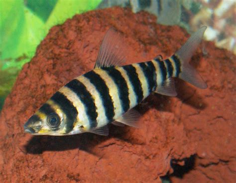 Leporinus fasciatus, Banded leporinus : .